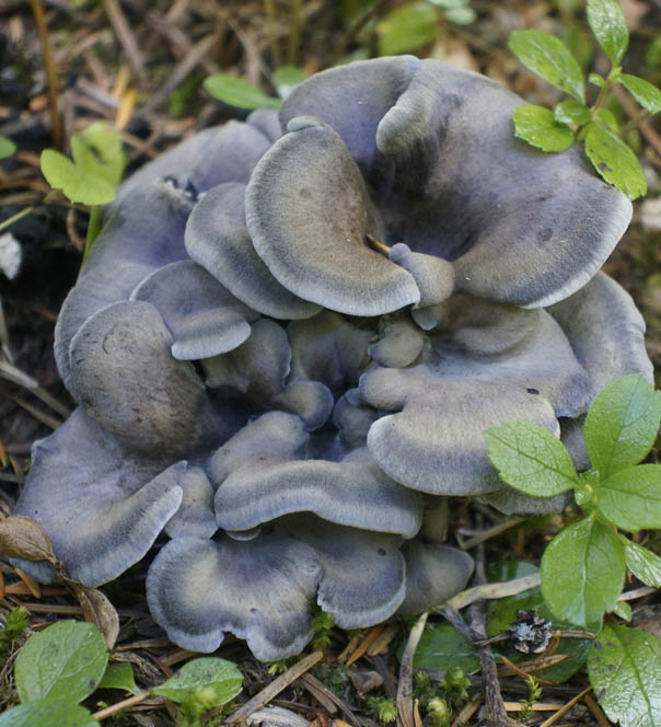 Polyozellus marymargaretae